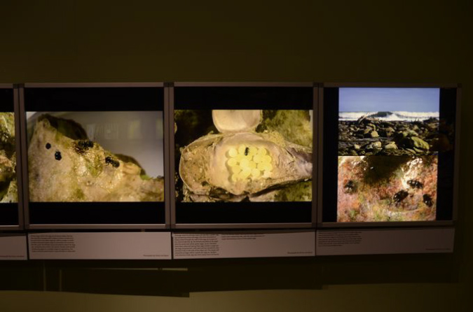 Wasp_exhibition__DSC3460